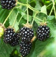 Blackberry seeds