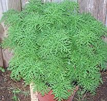Mosquito Plant Geranium