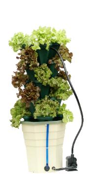 Vertical gardening: lettuce
