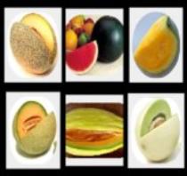 Non-GMO survival seeds