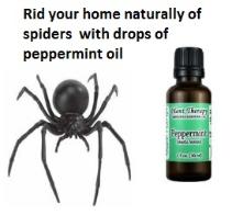 Peppermint oil gets rid of spider
