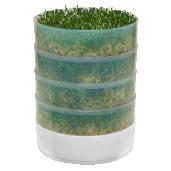 Seed sprouter Prepper's essential