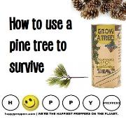 How to use a pine tree to survive