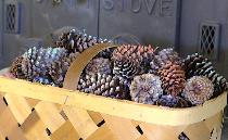 Pine cones in prepping