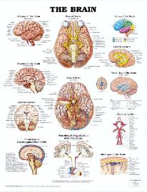 The brain poster