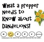 what a prepper needs to know about dandelions