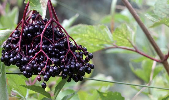 Elderberry tincture with vodka