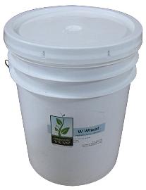 Non-GMO wheat berries