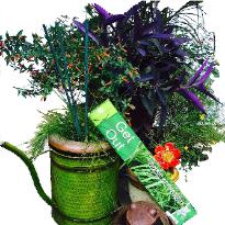 Get Out Incense Sticks