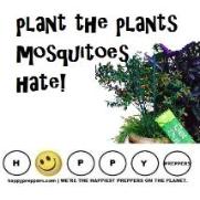 How do you keep mosquitoes away? In part you can do it by planting the plants mosquitoes hate!