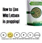 How to Use Wild Lettuce prepping