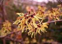 Witch Hazel seeds