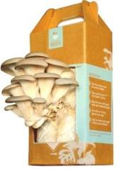 Oyster Mushroom Kit