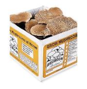 Portabella Crimini mushroom kit