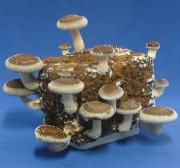 Shitake mushroom kit