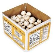 White button mushroom kit