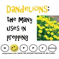 Dandelion uses for preppers