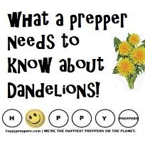 what a prepper needs to know about dandelions