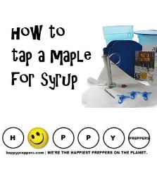 How to tap a maple tree for syrup