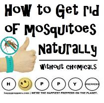 How to get rid of mosquitoes naturally