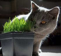 Oat grass for cats